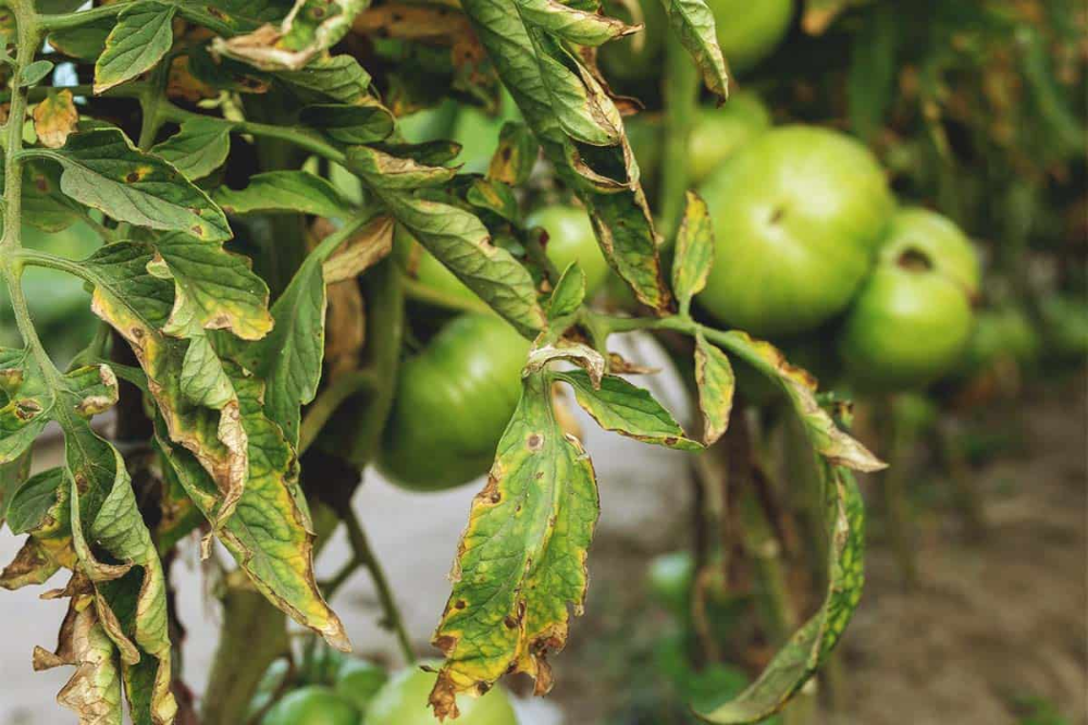 Yellow leaves on my tomato plants