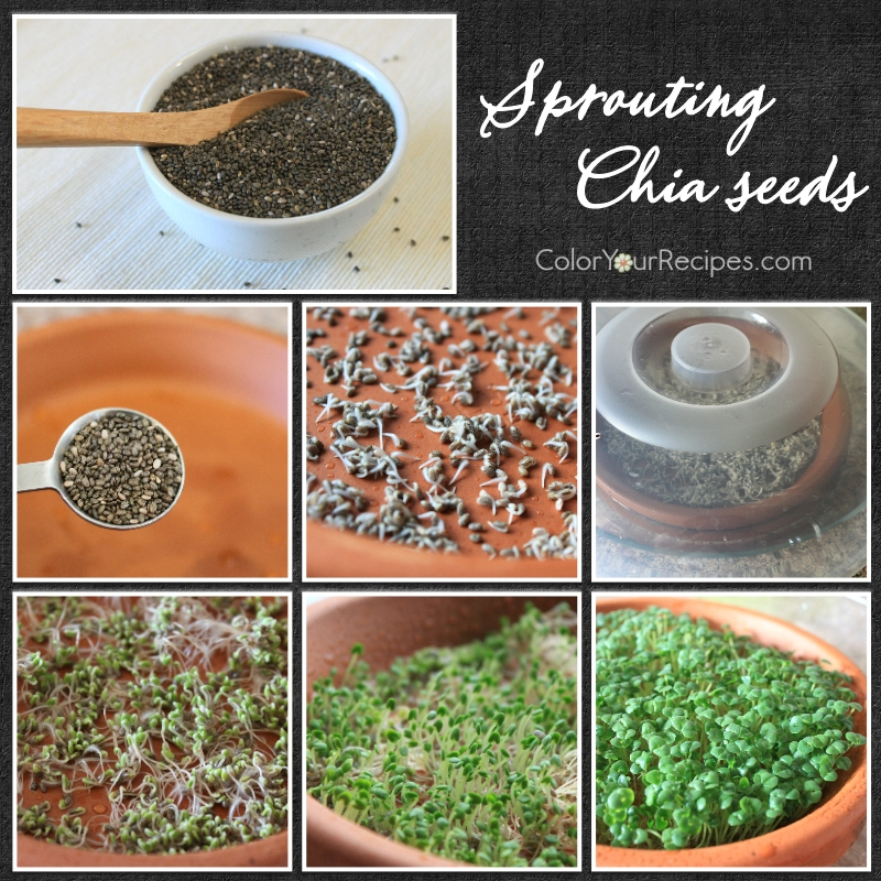 How to grow cress at home