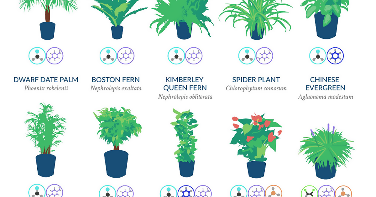 Air purifying plants home