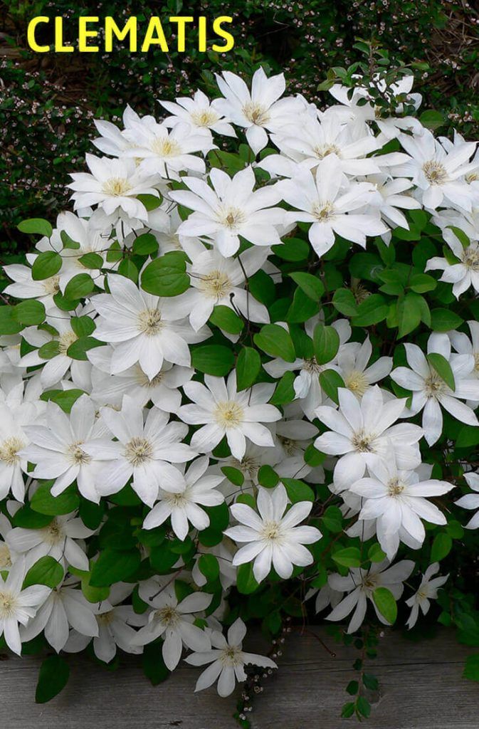 Best smelling garden flowers