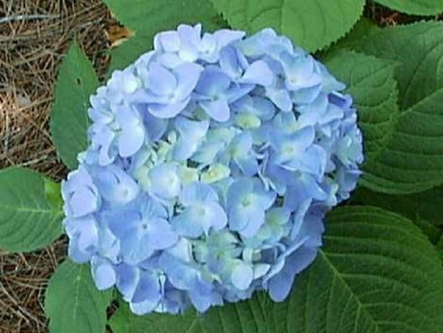 What to plant around hydrangeas