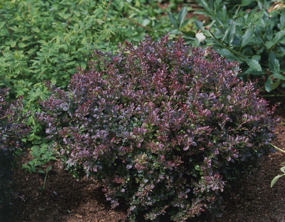 Most deer resistant plants