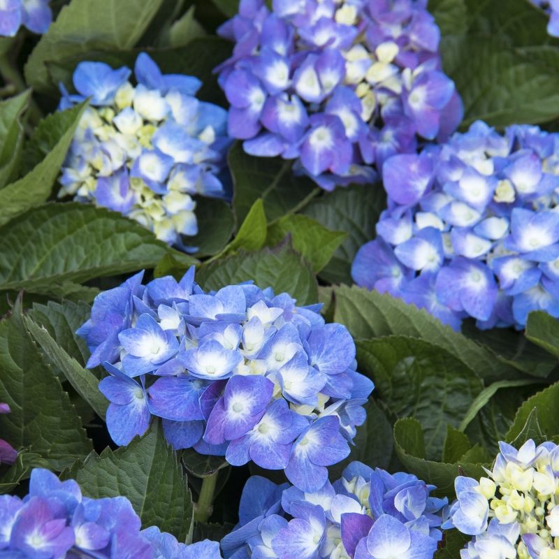 Care for hydrangea plants