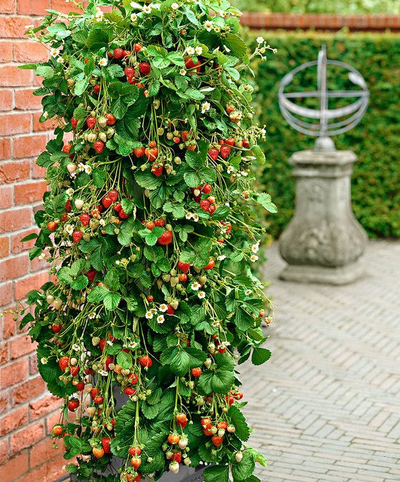 What to do with strawberry plants in winter