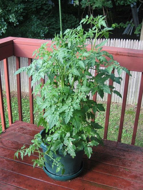 How much water do tomato plants need