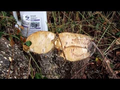 How to kill tree roots naturally