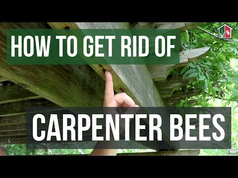 How to kill a carpenter bee