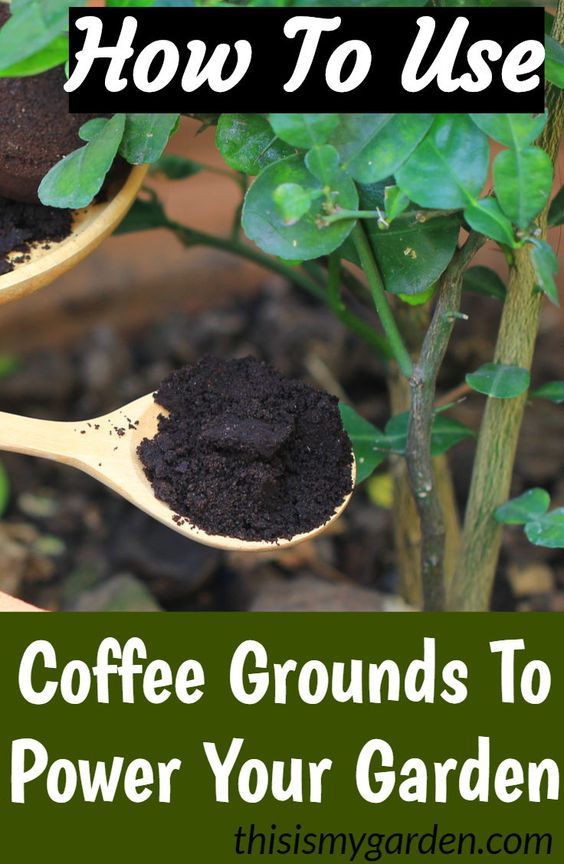 Can you put coffee grounds in plants