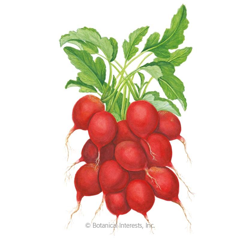 When is a radish ready to pick