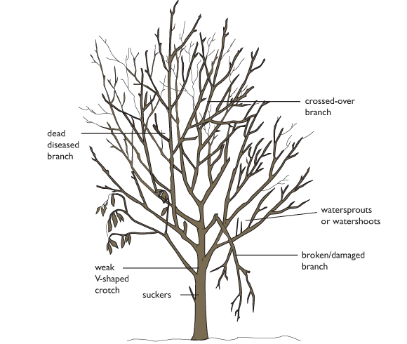 Boxwood shrubs pruning