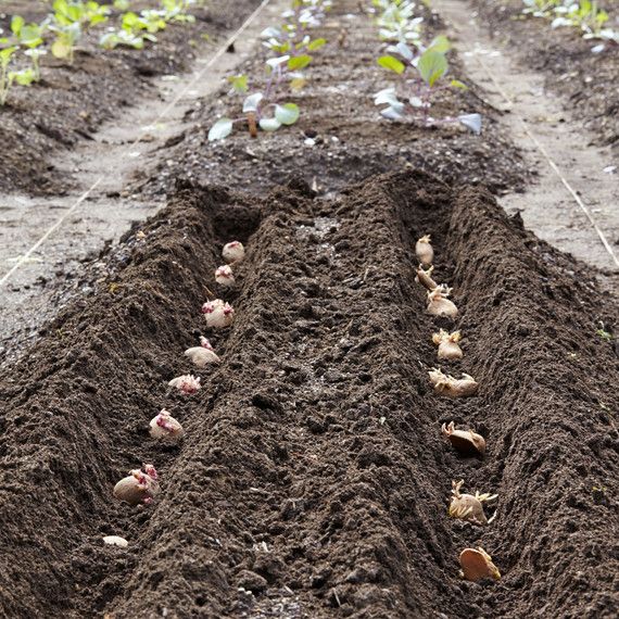 Gardening growing potatoes