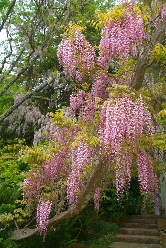 Pruning wisteria in summer