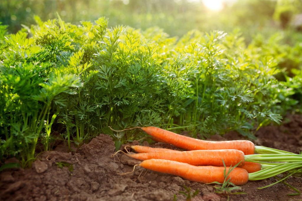 Planting season for carrots