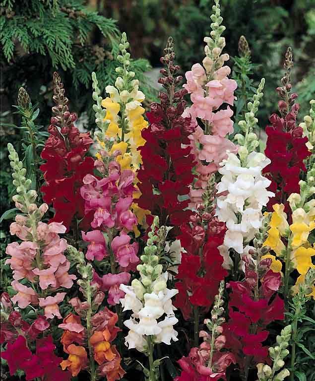 Snapdragons how to grow