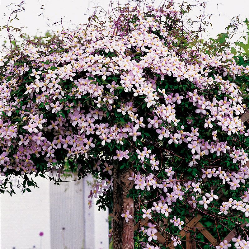 Most popular clematis