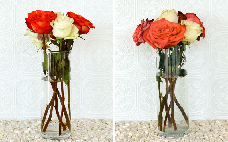 How to keep roses fresh in vase