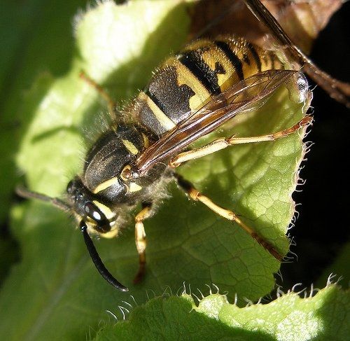 How can i get rid of wood bees