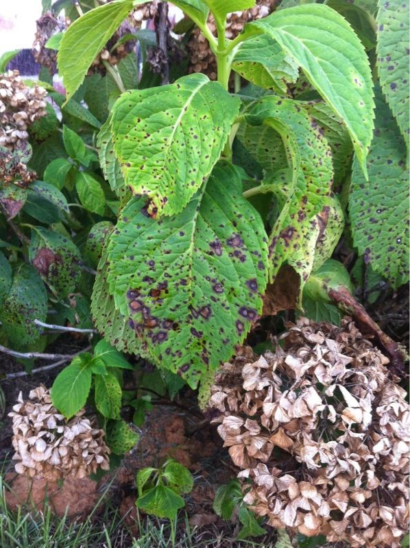 Hydrangeas leaves brown spots