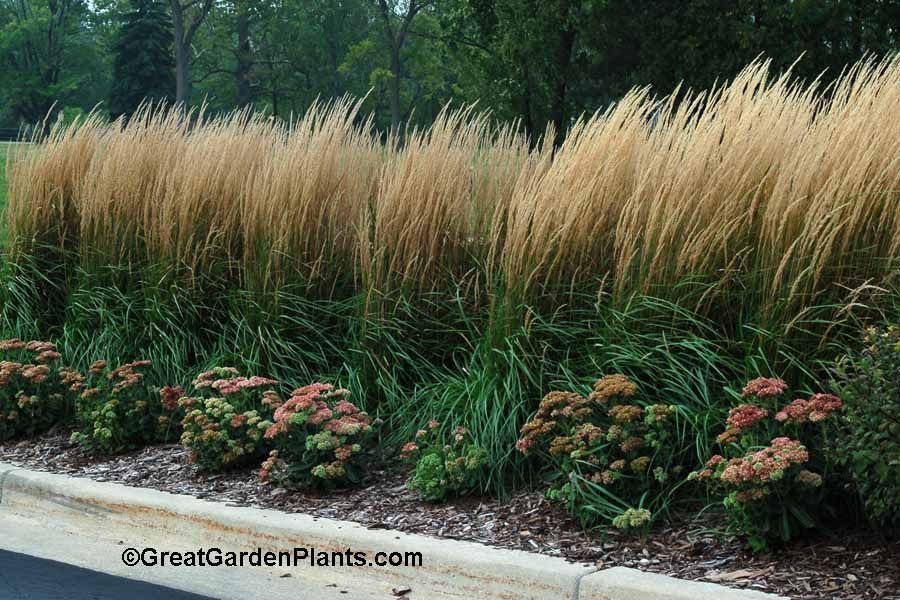 Grow ornamental grass seed