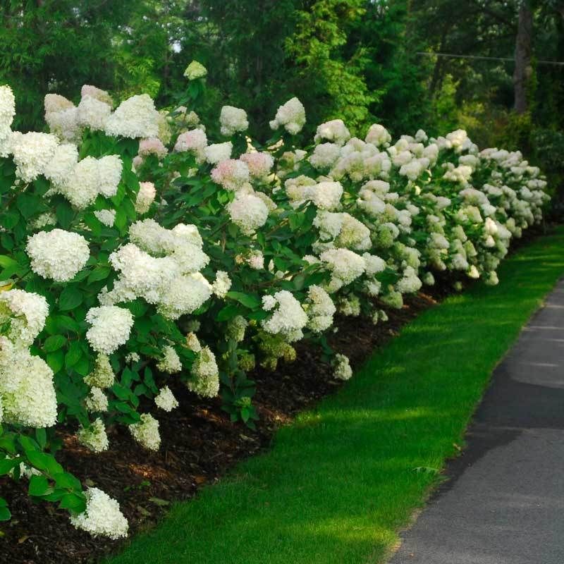 Flowering tall shrubs