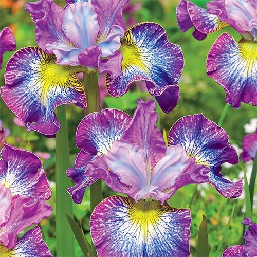 How to plant irises