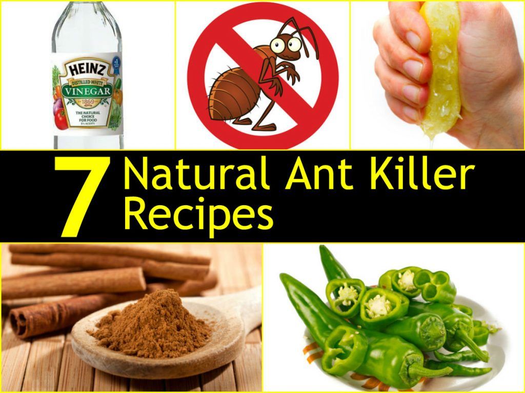 Ants in the yard how to get rid of