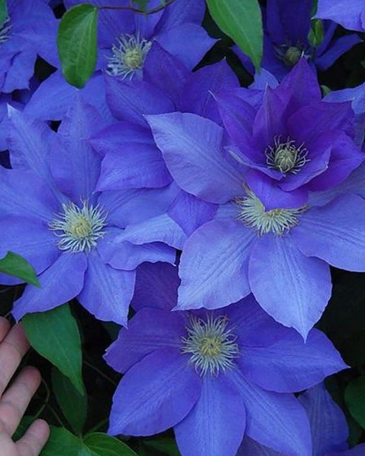 Most beautiful clematis