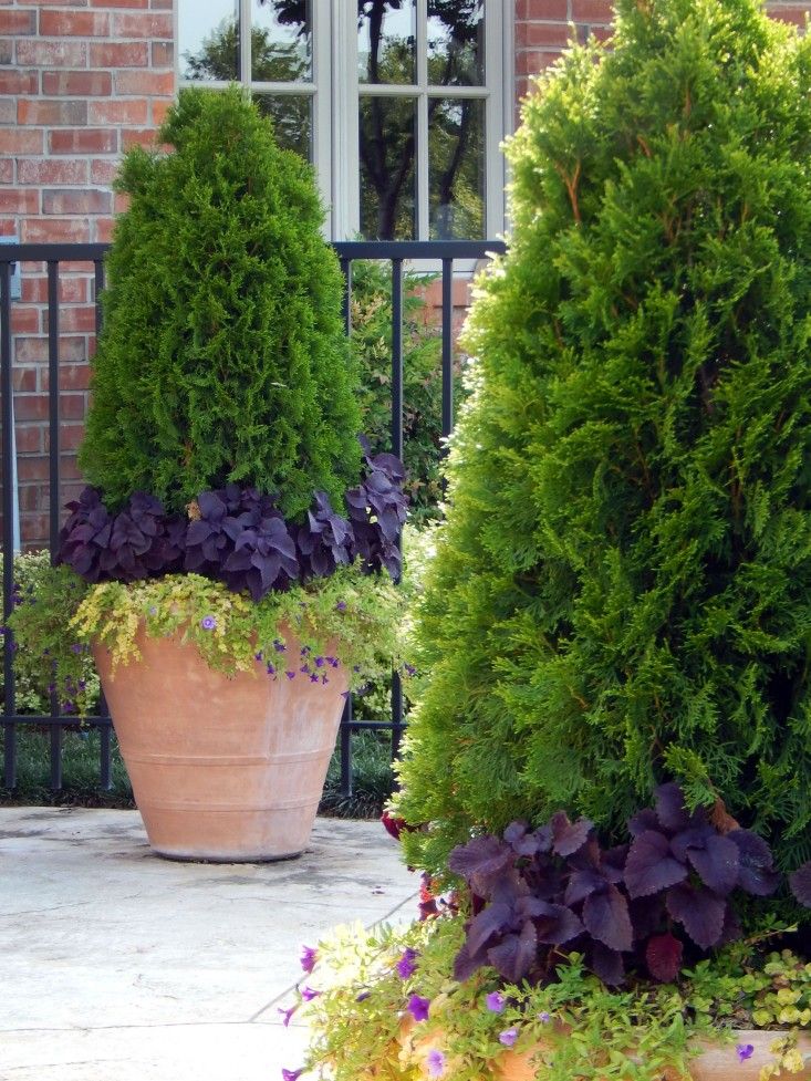 All year round flowers for pots