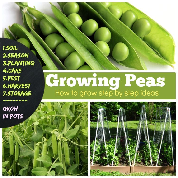 Tips on growing peas