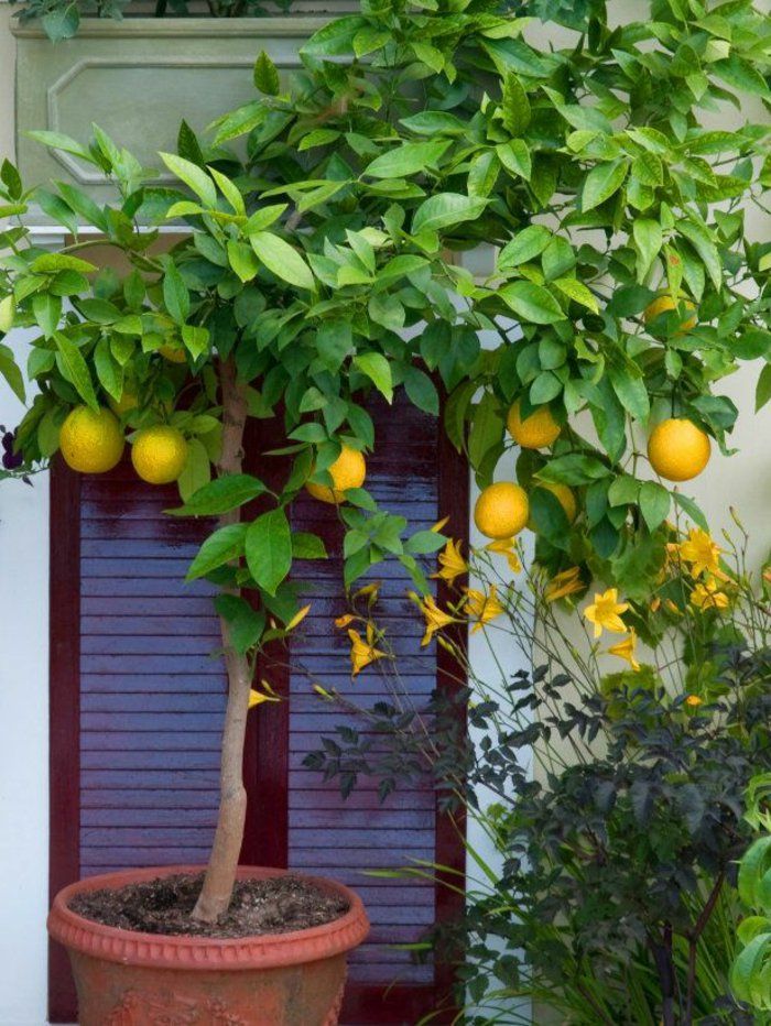 Planting a fruit tree