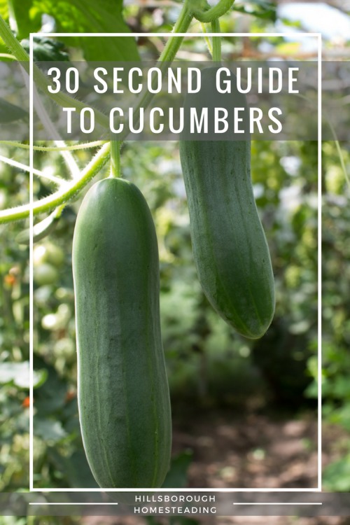 How to grow a cucumber plant