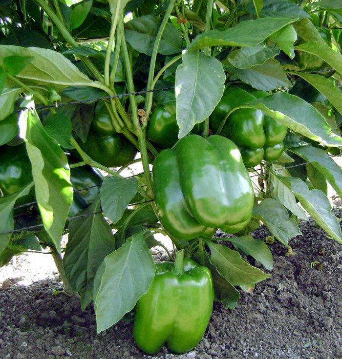 How to take care of bell pepper plants