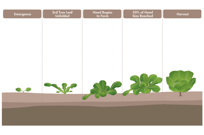 Spinach growth stages