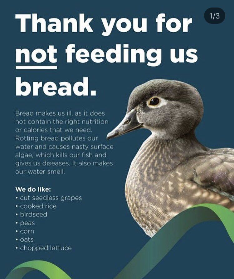 What not to feed birds