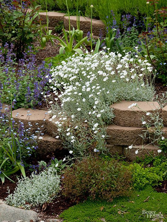 Plants for sloping gardens