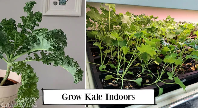 Mature kale plants