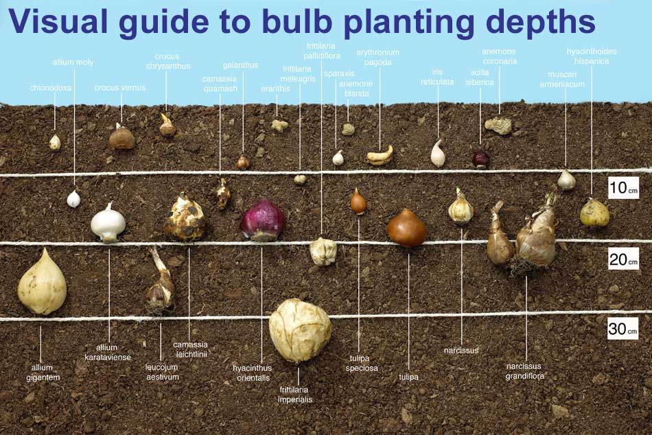 Ranunculus bulbs when to plant