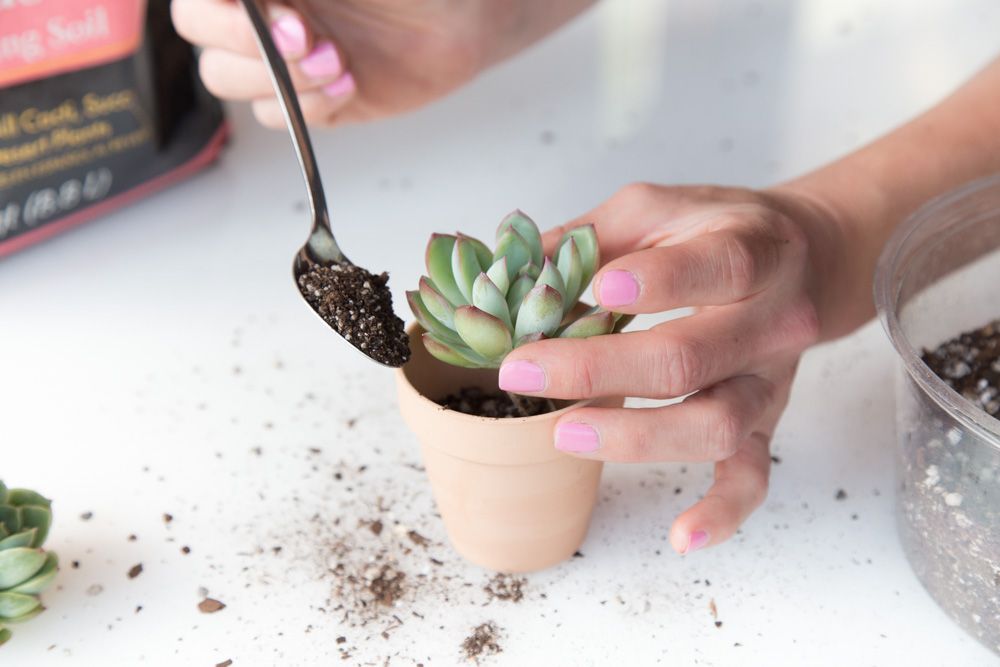 How to winterize succulents