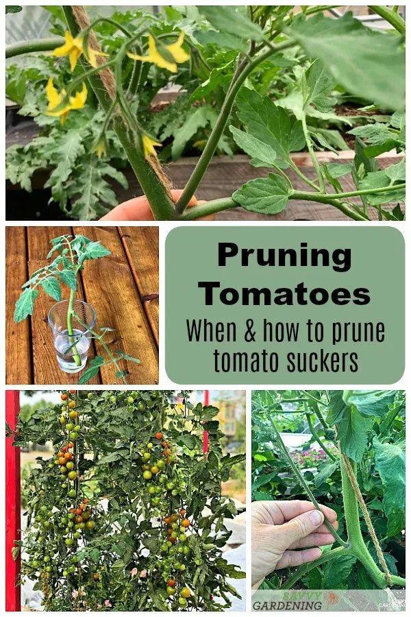 What not to plant with tomatoes