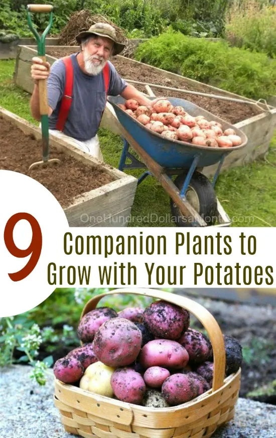 Plant and grow potatoes