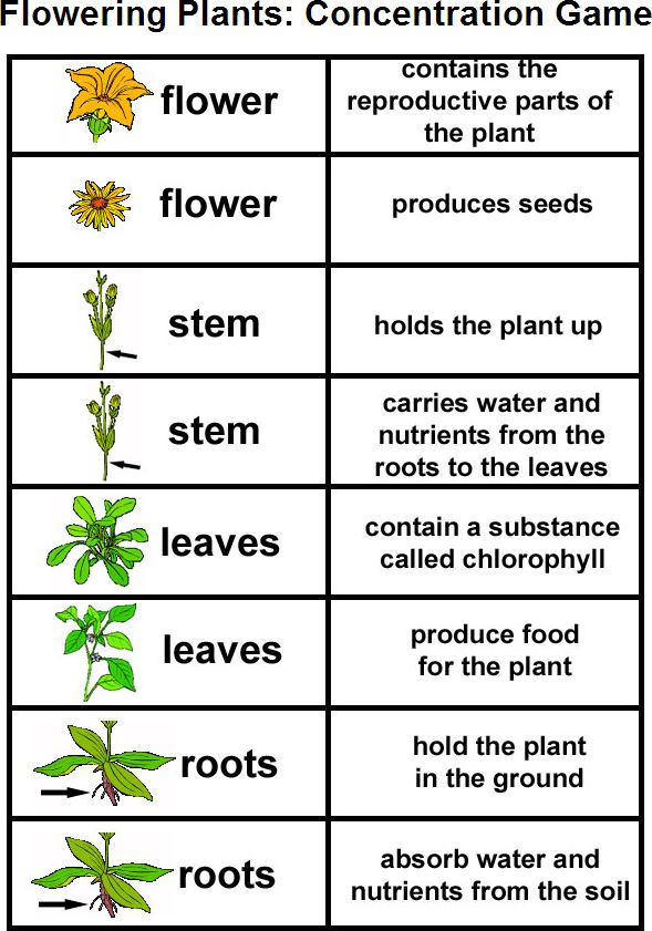 Do coffee grounds help plants grow