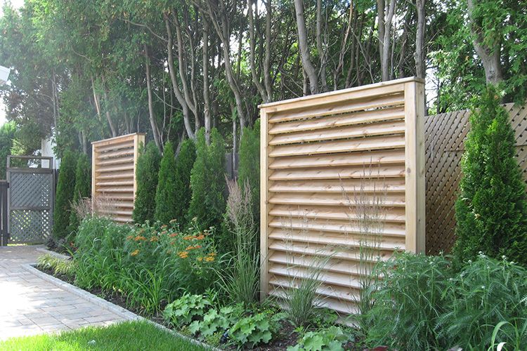 Best bush for privacy fence