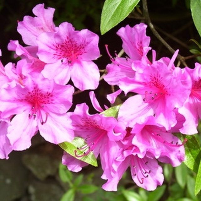 Where to plant azaleas