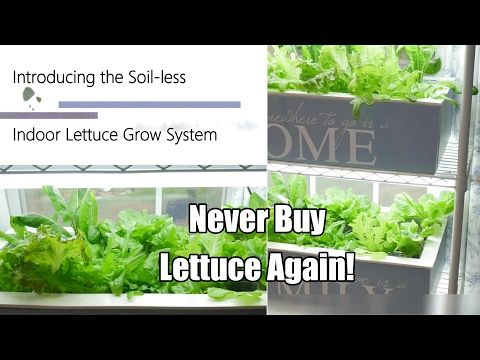 Can i plant lettuce now