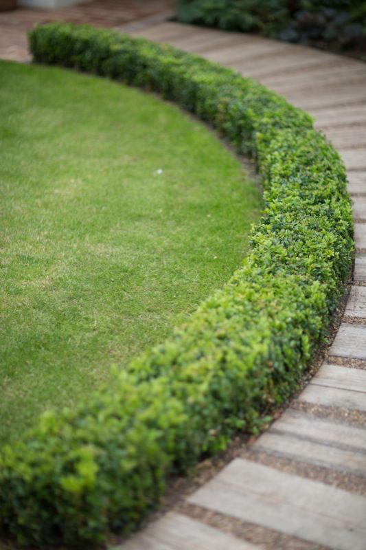 Round hedge plants