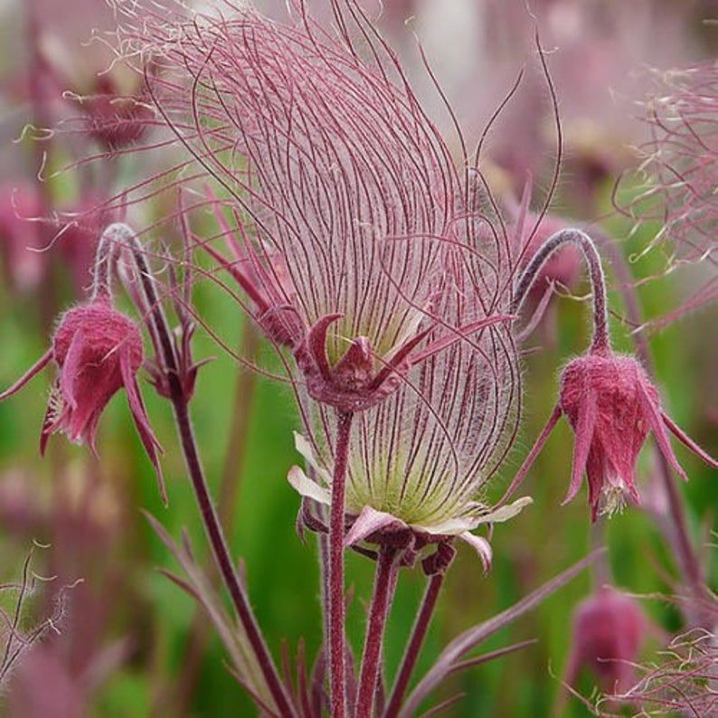 When to plant perennial wildflower seeds