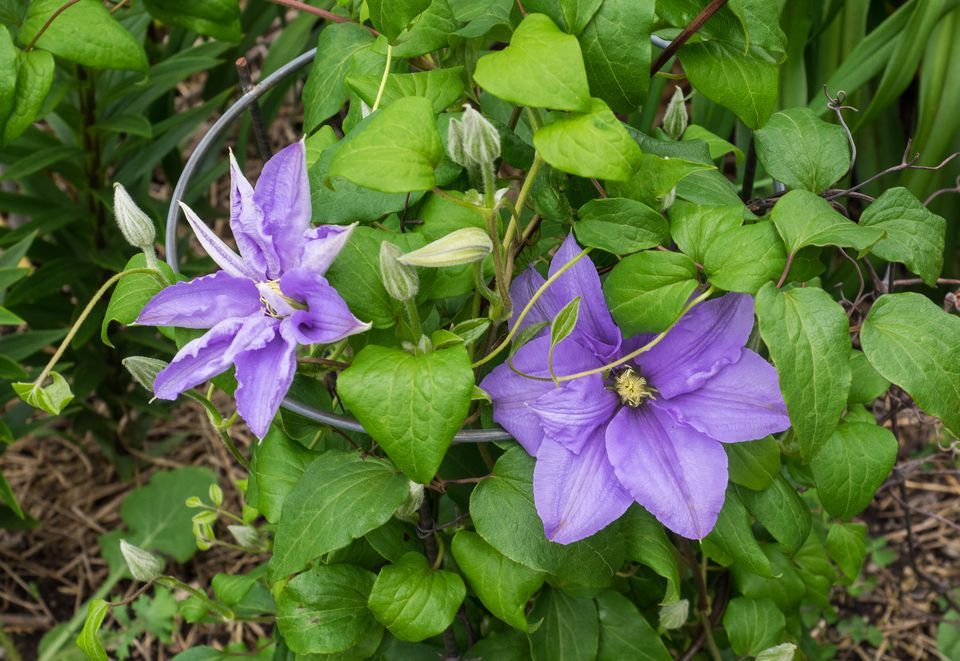 Climbing flowers full sun