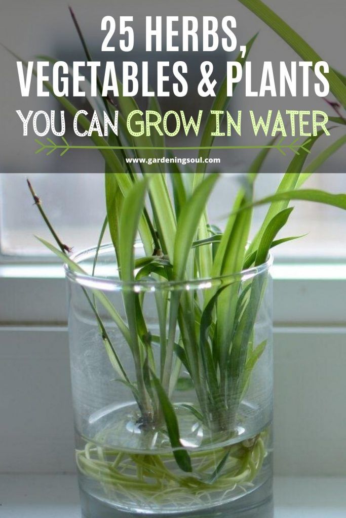 How often should you water indoor plants