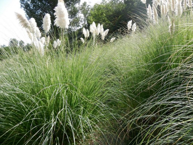 Best time to plant pampas grass