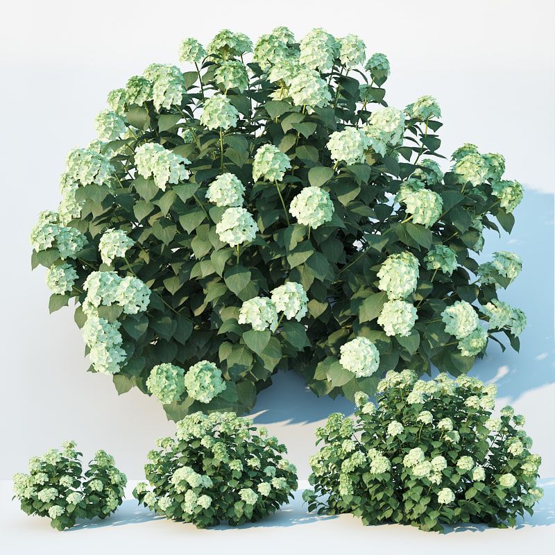 Trim hydrangea bushes